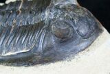 Large Hollardops Trilobite - Great Eye Detail #3134-1
